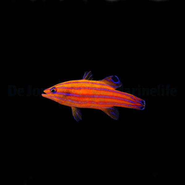Liopropoma carmabi