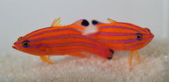 Liopropoma carmabi (pair)