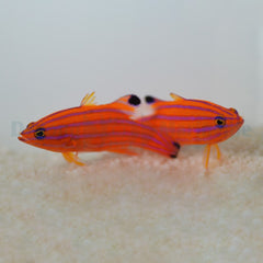 Liopropoma carmabi (Pair)