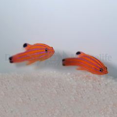 Liopropoma carmabi (Pair)