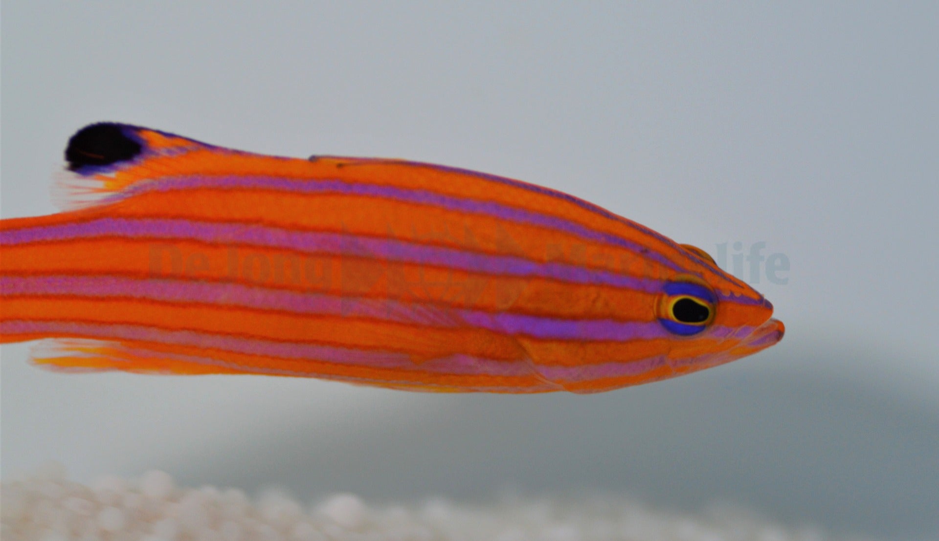 Liopropoma carmabi