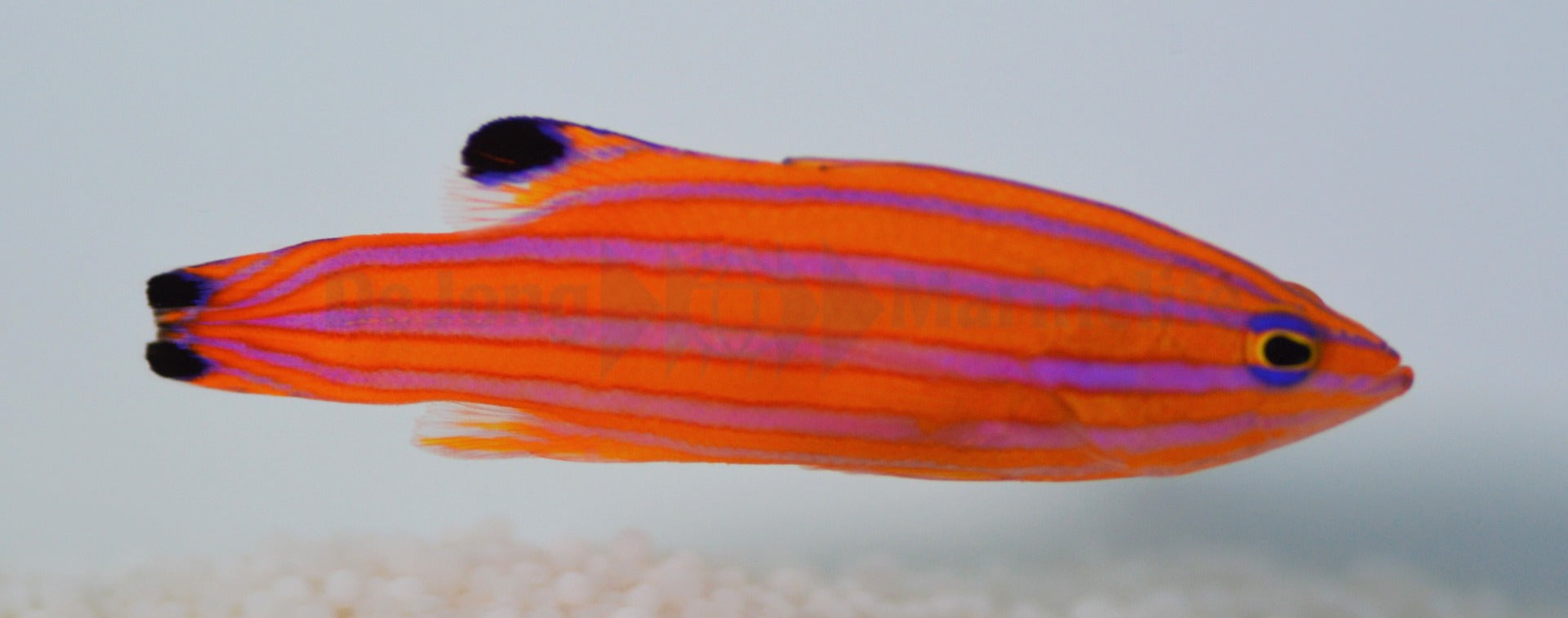 Liopropoma carmabi