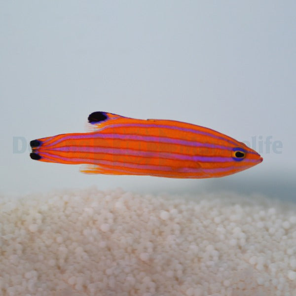 Liopropoma carmabi