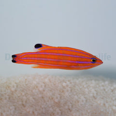 Liopropoma carmabi