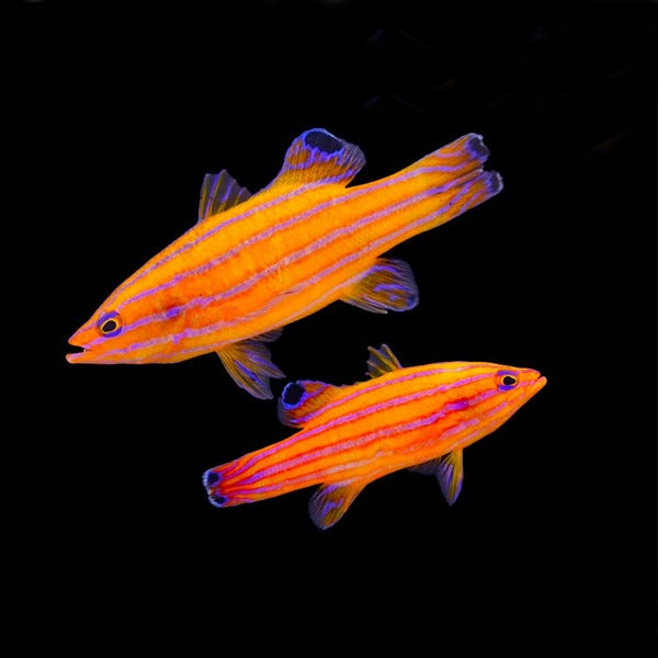 Liopropoma carmabi (Pair)