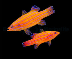 Liopropoma carmabi (pair)