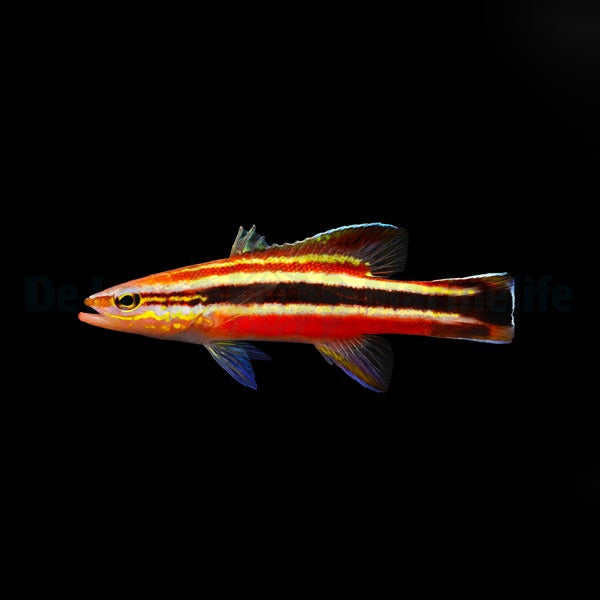 Liopropoma fasciatum