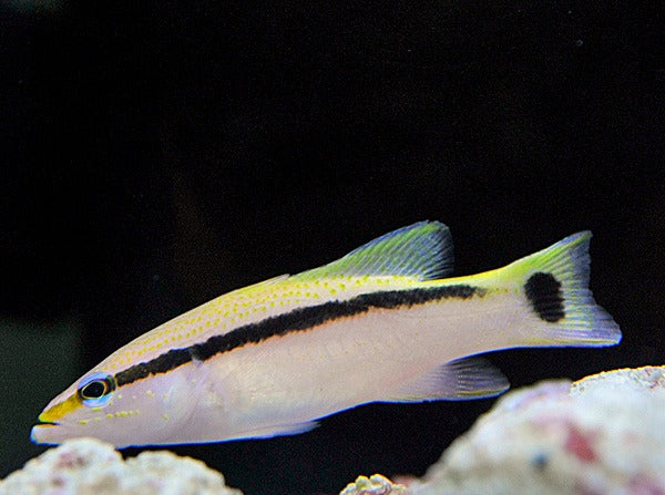 Liopropoma latifasciatum