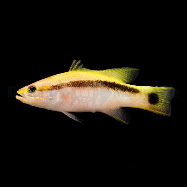 Liopropoma latifasciatum