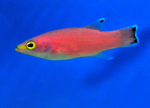 Liopropoma mowbrayi