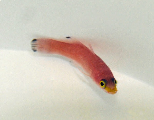Liopropoma mowbrayi