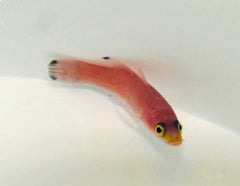 Liopropoma mowbrayi