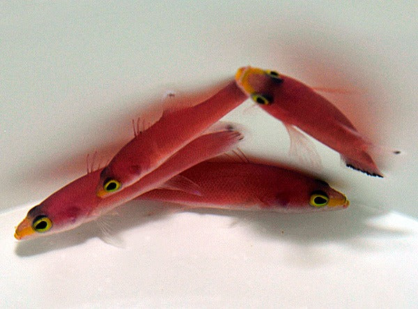 Liopropoma mowbrayi
