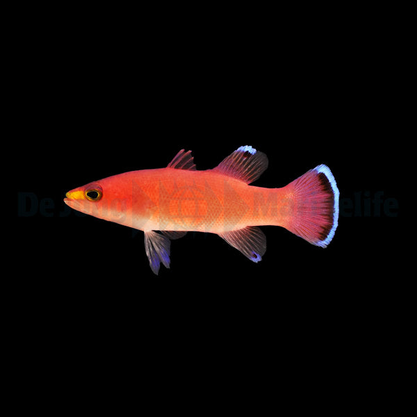 Liopropoma mowbrayi