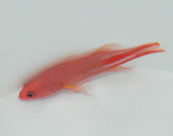 Liopropoma multilineatum