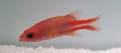 Liopropoma multilineatum