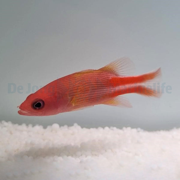 Liopropoma multilineatum