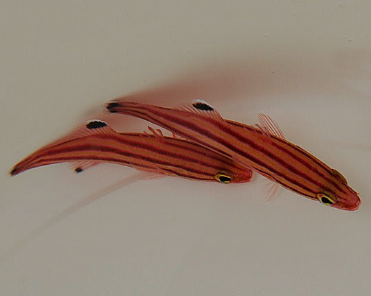 Liopropoma rubre