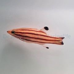Liopropoma rubre