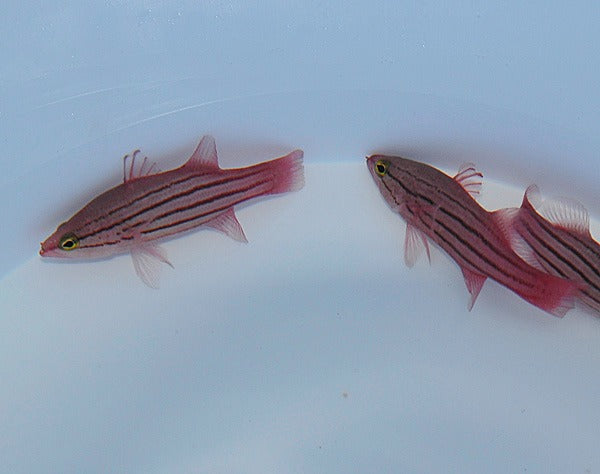 Liopropoma susumi