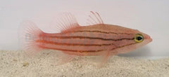 Liopropoma susumi