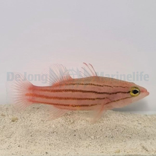Liopropoma susumi