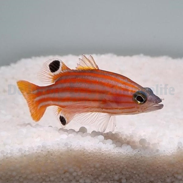 Liopropoma swalesi