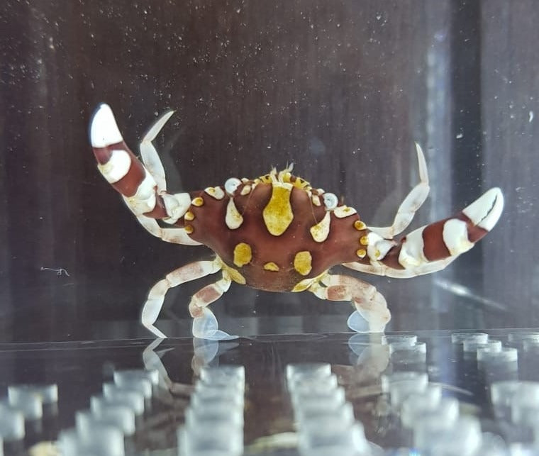 Lissocarcinus laevis