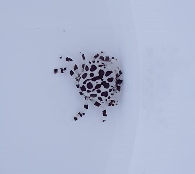 Lissocarcinus orbicularis