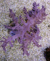 Lithophyton spp.
