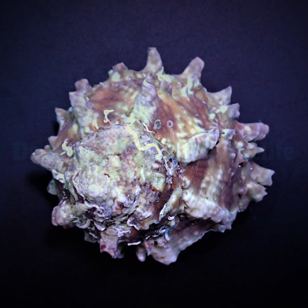 Lithopoma tectum (Show)