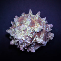Lithopoma tectum (Show)