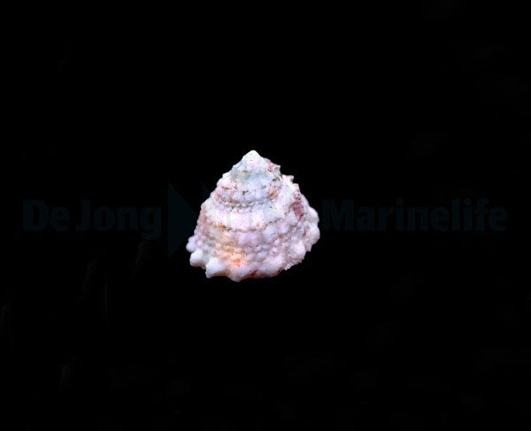 Lithopoma tectum
