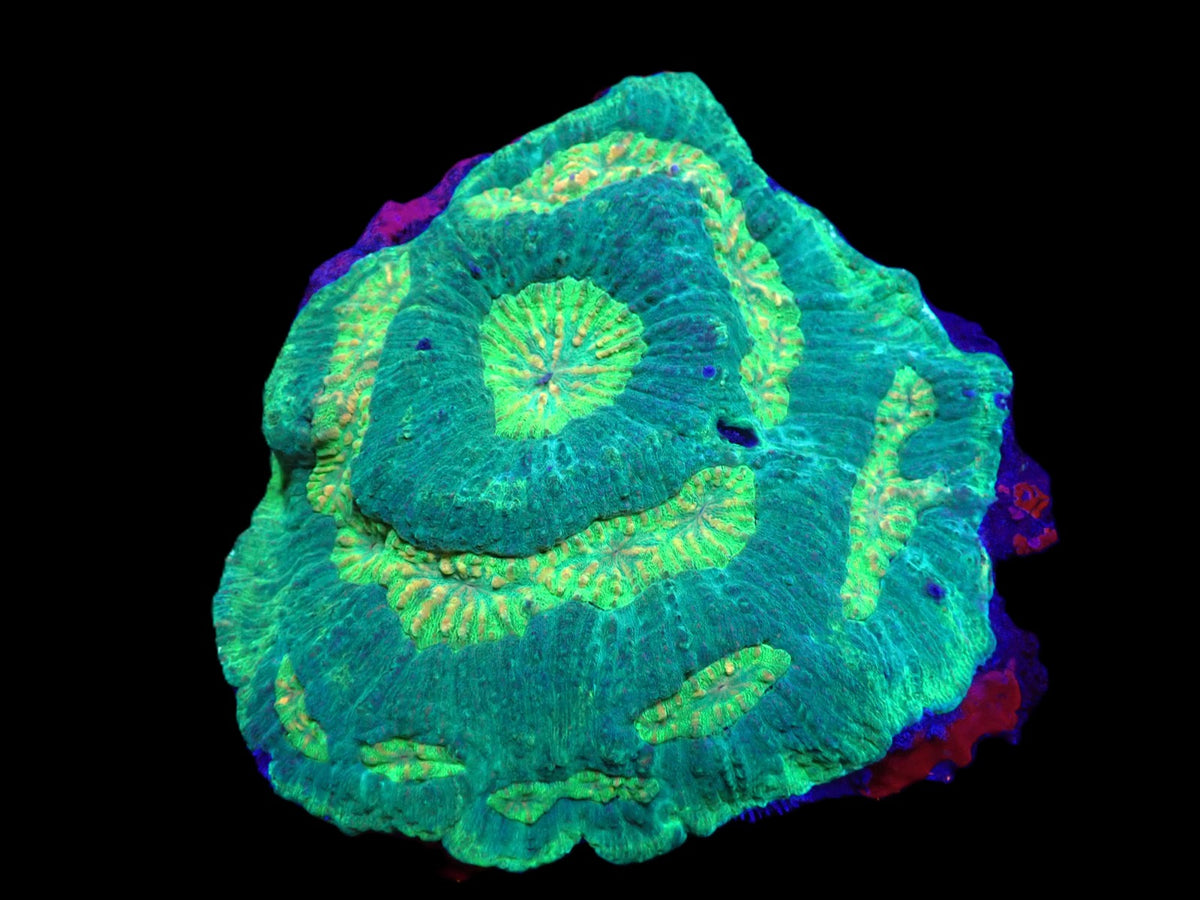 Lobophyllia rowleyensis (Green)