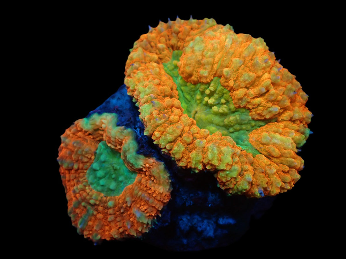 Lobophyllia sp. (Splitcolor) (Ultra) (M) pb 085