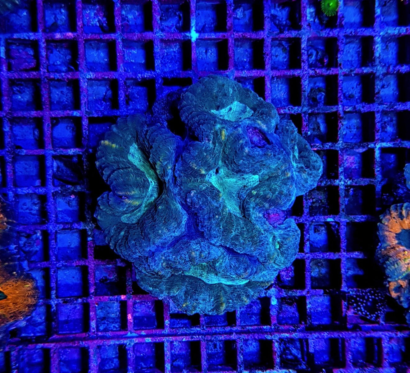 Lobophyllia spp. (Common)