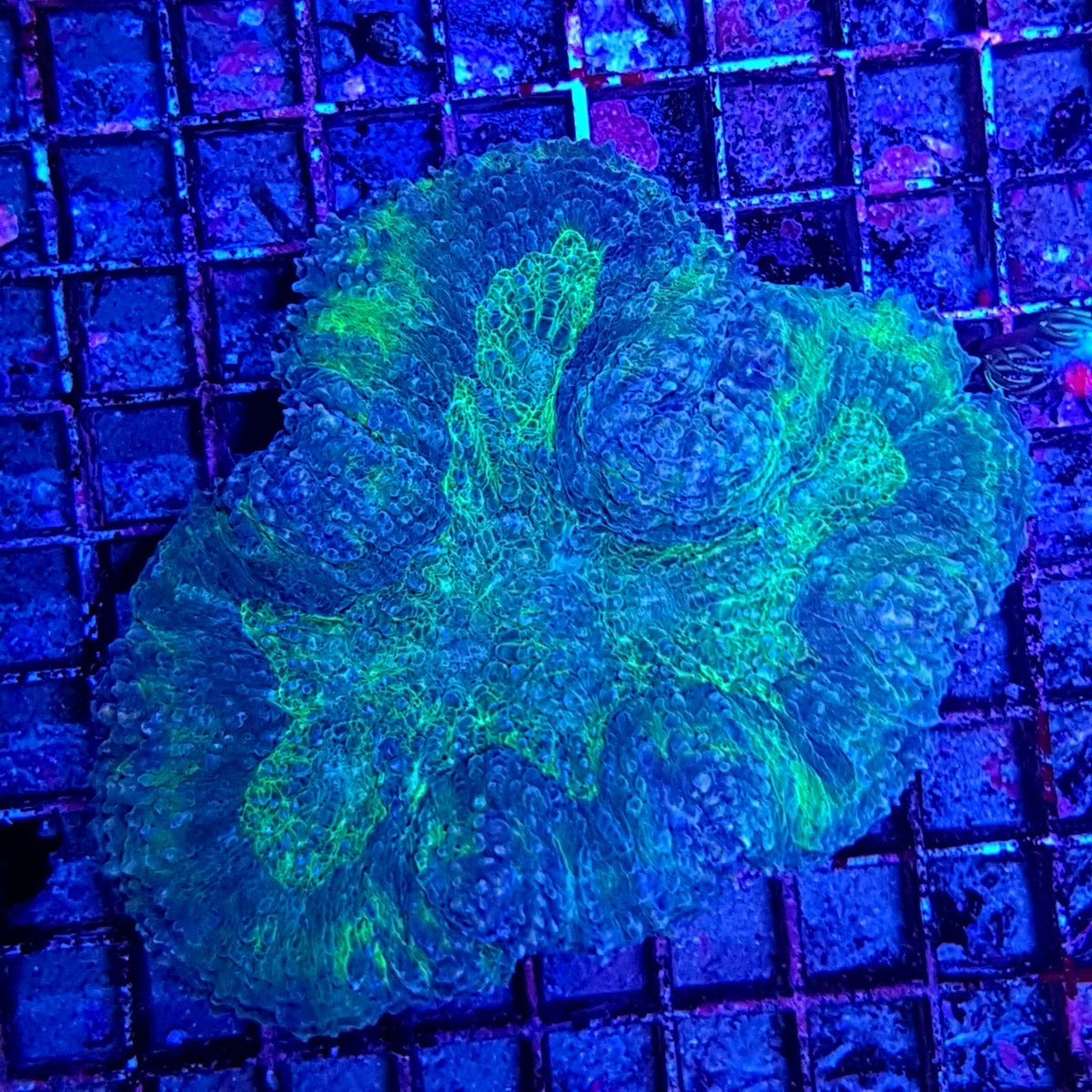 Lobophyllia spp. (Common)
