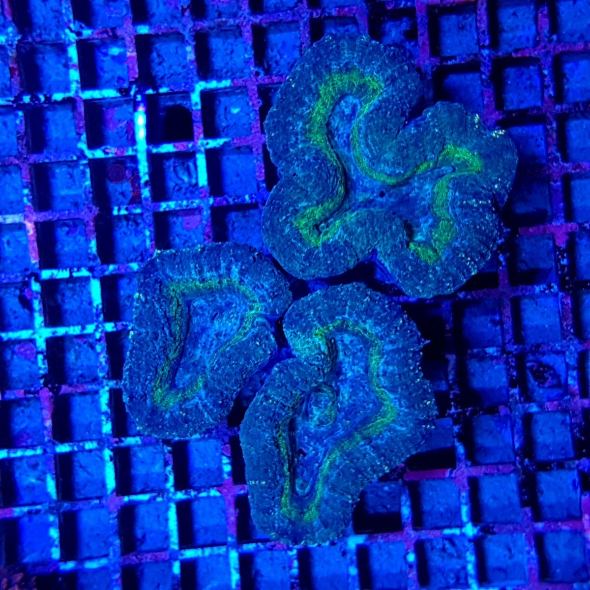 Lobophyllia spp. (Common)