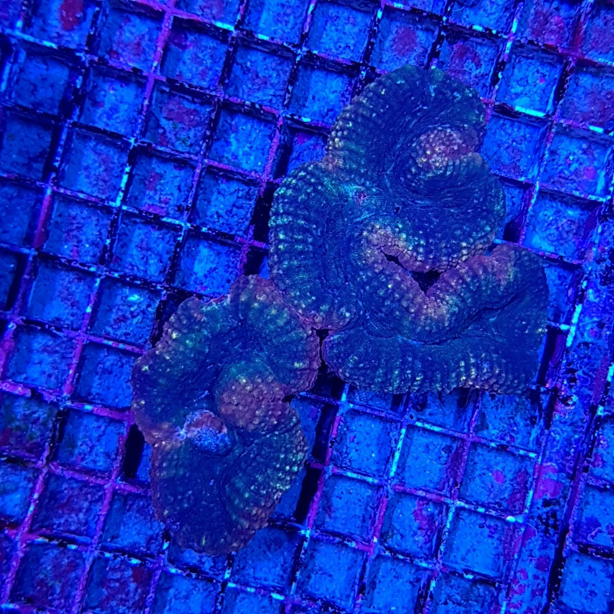 Lobophyllia spp. (Common)