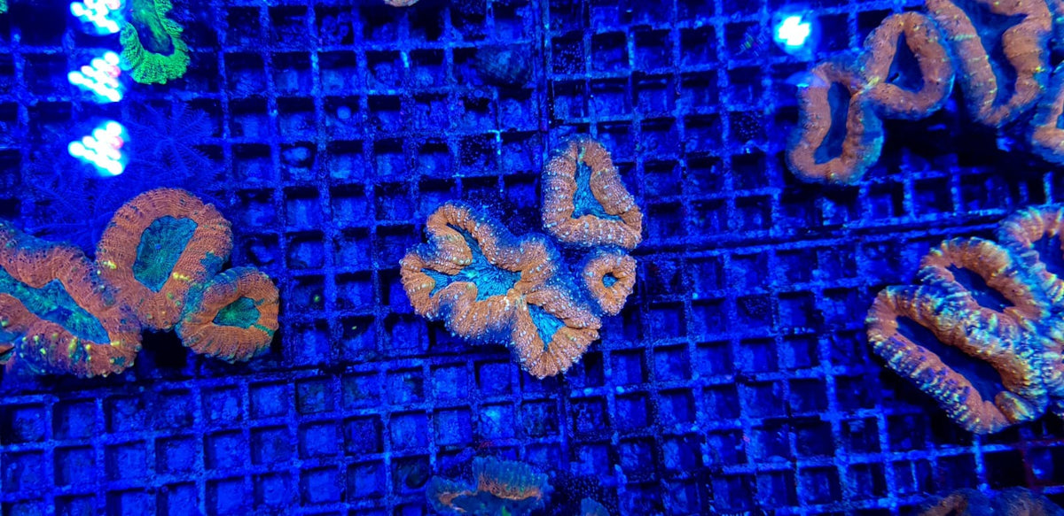 Lobophyllia spp. (Orange-Red)