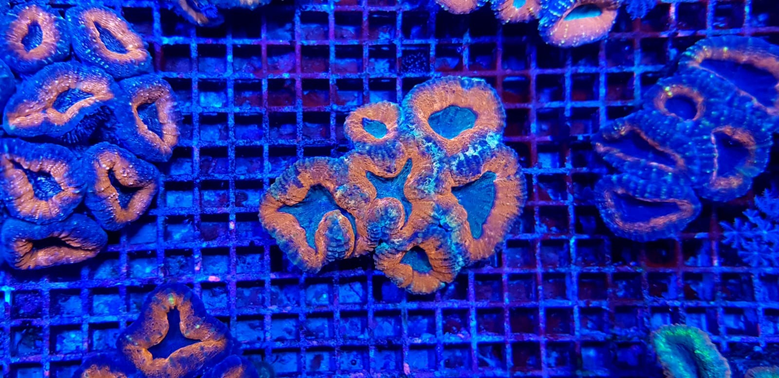 Lobophyllia spp. (Orange-Red) (Premium)