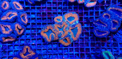 Lobophyllia spp. (Orange-Red) (Premium)