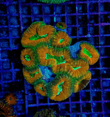 Lobophyllia spp. (Orange-Red) (Premium)