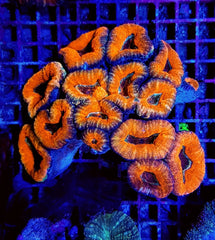 Lobophyllia spp. (Orange-Red) (Ultra)