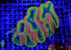 Lobophyllia spp. (Splitcolor) (Premium)