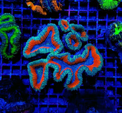 Lobophyllia spp. (Splitcolor) (Premium)