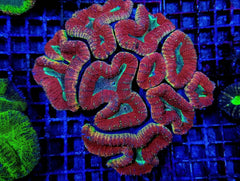 Lobophyllia spp. (Splitcolor) (Premium)