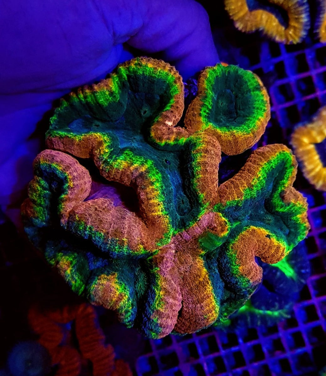 Lobophyllia spp. (Splitcolor) (Premium)