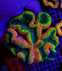 Lobophyllia spp. (Splitcolor) (Premium)