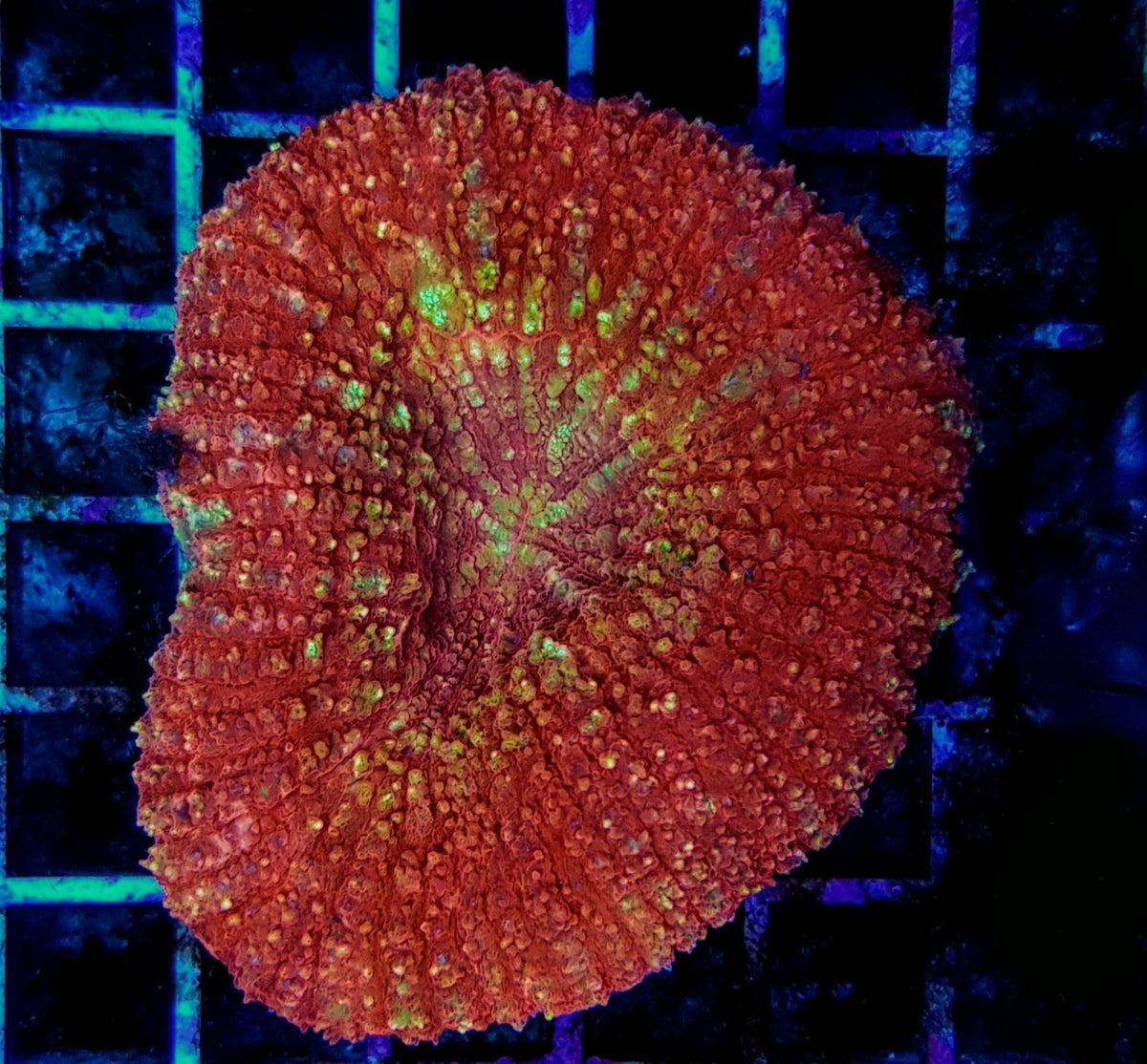 Lobophyllia vitiensis (Assorted Colors)